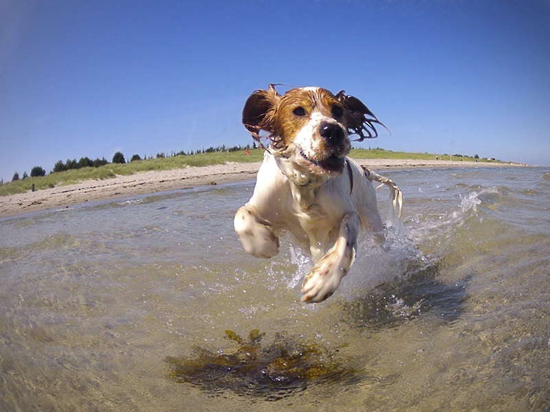 Ad Ostia Nuova Spiaggia Per Animali Domestici